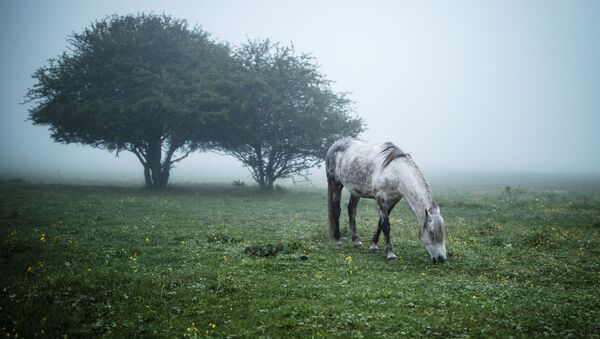 Лошадь на лугу в Майкопском районе Республики Адыгея - Sputnik Казахстан