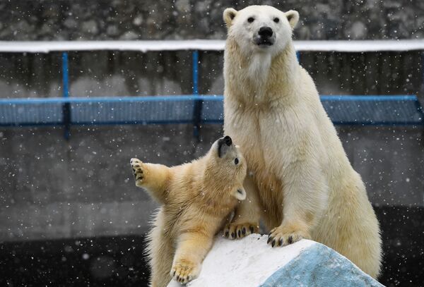 Белая медведица Герда и медвежонок в вольере Новосибирского зоопарка - Sputnik Казахстан