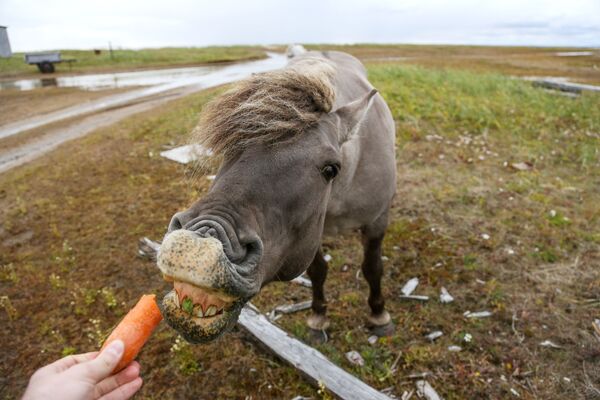 Дикая лошадь близ села Кашкаранцы Терского района в Мурманской области - Sputnik Казахстан