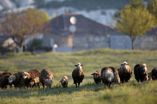 Овцы возле Белой скалы в Крыму - Sputnik Казахстан