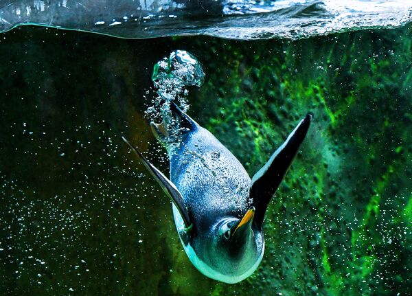 Пингвин в Московском зоопарке - Sputnik Казахстан