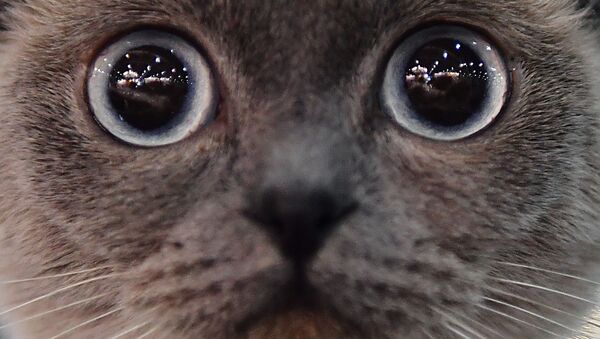 Кошка породы скоттиш-фолд (шотландская вислоухая) на выставке Кэтсбург в Москве - Sputnik Казахстан