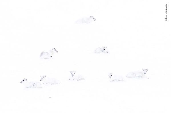 Снимок Spot the reindeer испанского фотографа Francis De Andres, попавший в шортлист LUMIX People's Choice Award - Sputnik Казахстан