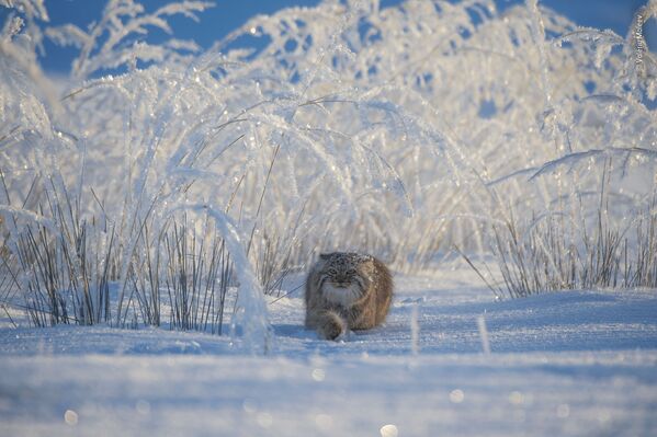 Снимок Winter's tale российского фотографа Valeriy Maleev, попавший в шортлист LUMIX People's Choice Award  - Sputnik Казахстан