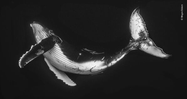 Снимок The humpback calf австралийского фотографа Wayne Osborn, попавший в шортлист LUMIX People's Choice Award - Sputnik Казахстан