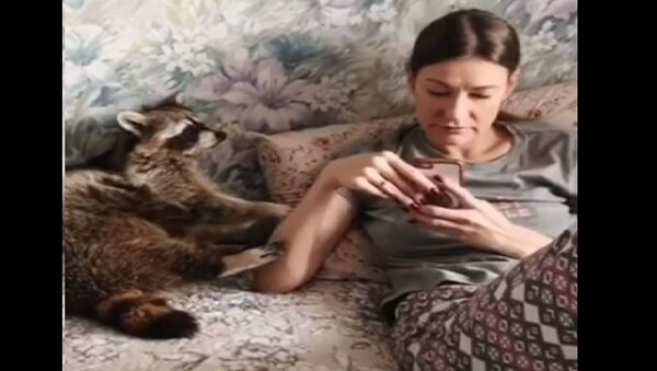 Енот просит хозяйку почесать за ушком - мило видео - Sputnik Казахстан