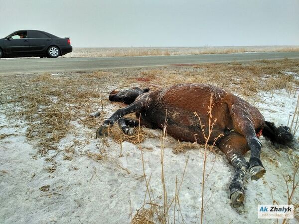 Лошадь погибла в результате ДТП - Sputnik Казахстан