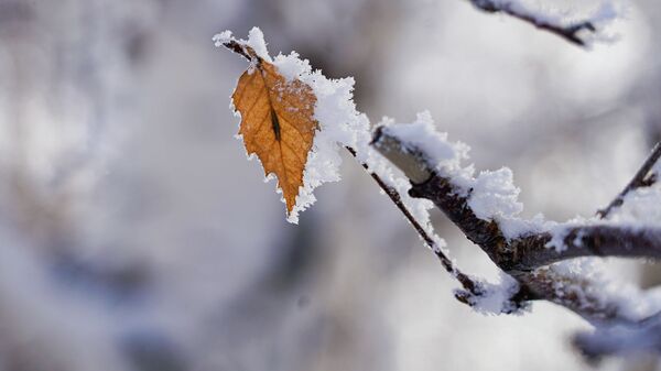 Деревья в снегу - Sputnik Қазақстан