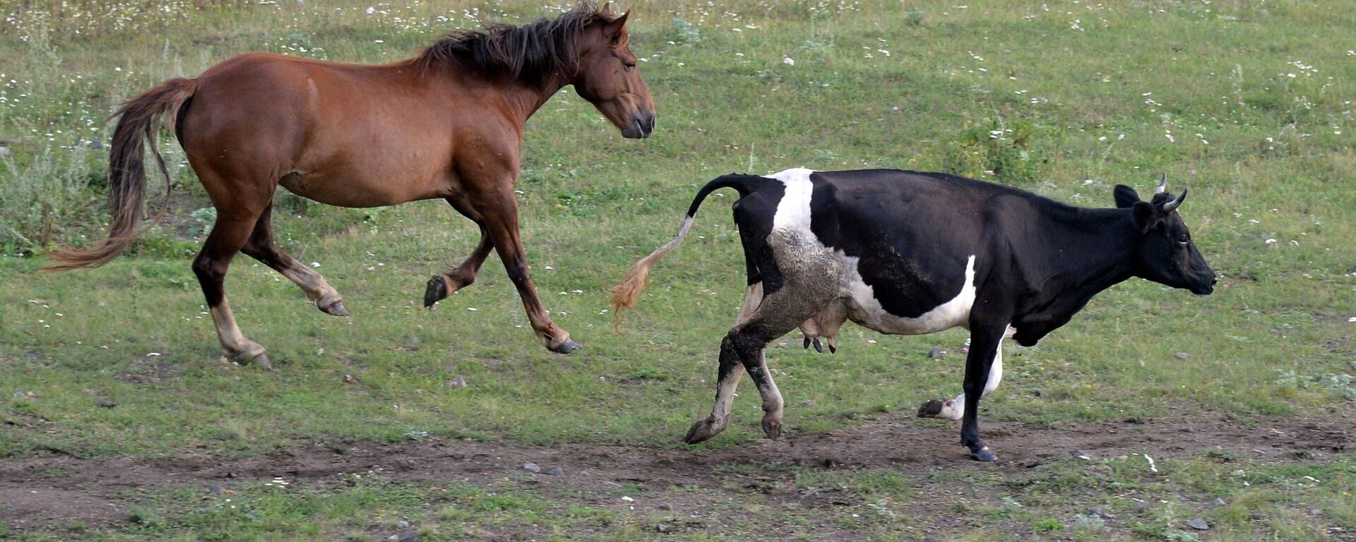 Жамбылда 24 миллион теңгенің малын қолды қылғандар сотталды  - Sputnik Қазақстан, 1920, 10.10.2025