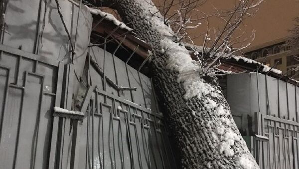 Дерево, упавшее на забор и крышу здания - Sputnik Казахстан