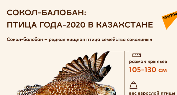 Птицы 2020