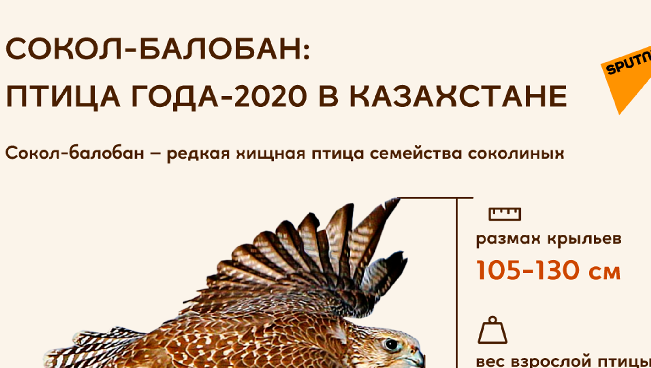 Символ года птица 2020 в России.