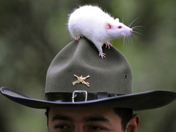 Полицейская крыса в Боготе, Колумбия - Sputnik Казахстан