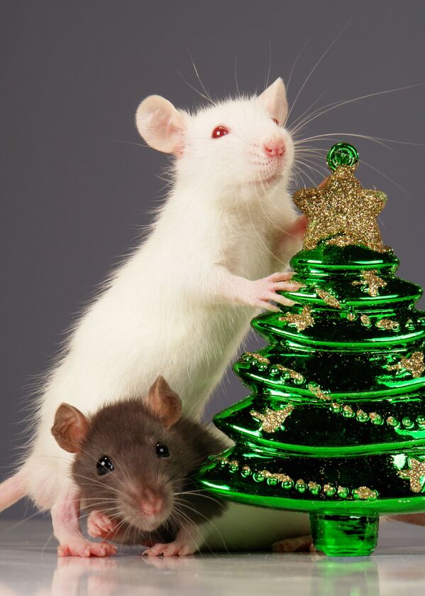 Белая крыса у новогодней елки - Sputnik Казахстан