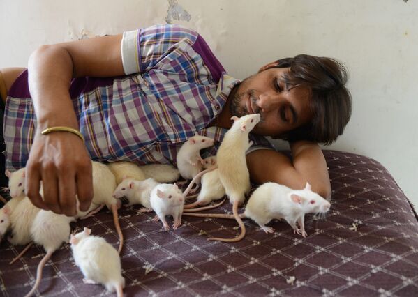 Индиец по прозвищу Рэтмэн со своими питомцами - 50-ю крысами - Sputnik Казахстан