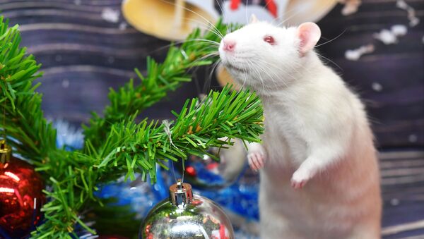 Крыса по кличке Пухляш под новогодней елкой в одном из магазинов сети Бетховен, Москва - Sputnik Казахстан