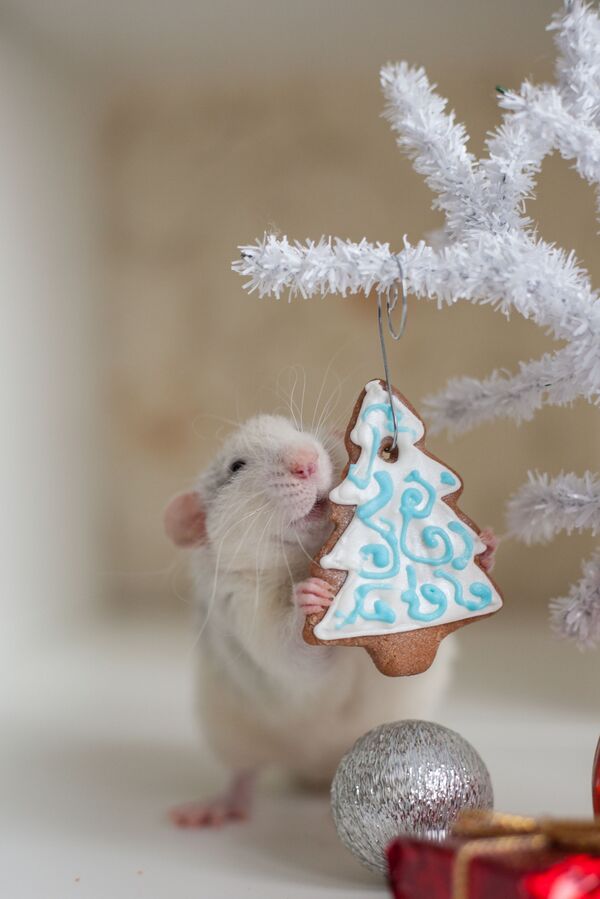 Новогодний подарок для крысы - Sputnik Казахстан