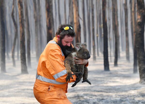 Австралийский пожарный со спасенной коалой - Sputnik Казахстан