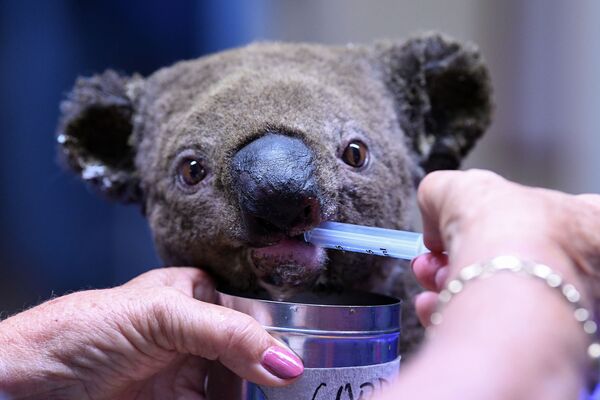 Спасенная коала во время процедур в больнице австралийского города Порт-Маккуори - Sputnik Казахстан
