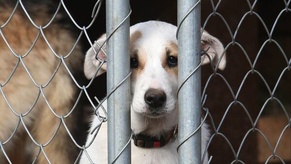 Приют для бездомных собак - Sputnik Казахстан