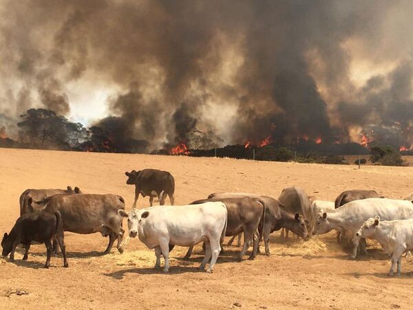 Стадо коров на пастбище во время пожара на острове Кенгуру, Австралия - Sputnik Казахстан