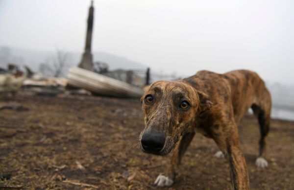 Собака на месте сгоревшего дома в Австралии - Sputnik Казахстан