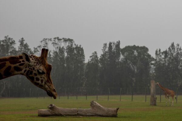 Жирафы в зоопарке на фоне дыма от лесных пожаров в Австралии - Sputnik Казахстан