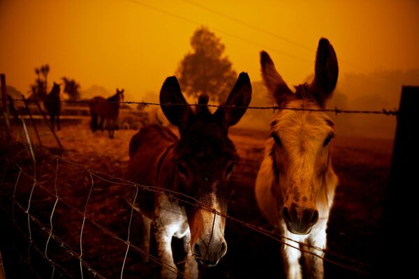 Животные в время лесных пожаров в Австралии - Sputnik Казахстан