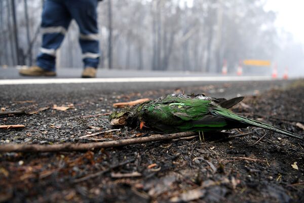 Попугай, погибший в результате лесных пожаров в Австралии - Sputnik Казахстан