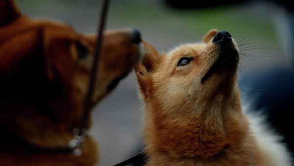 Собаки породы финский шпиц - Sputnik Казахстан