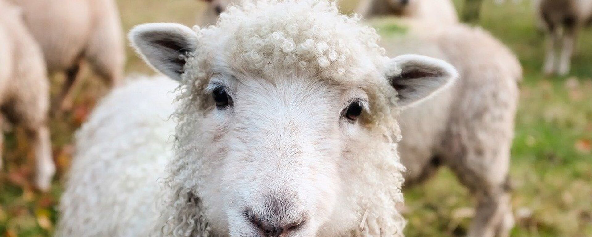 Баран - Sputnik Қазақстан, 1920, 11.03.2026