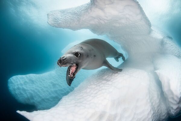 Снимок Gaspare фотографа Greg Lecoeur, победивший в номинации Best of Show конкурса 2019 Ocean Art Underwater Photo - Sputnik Казахстан
