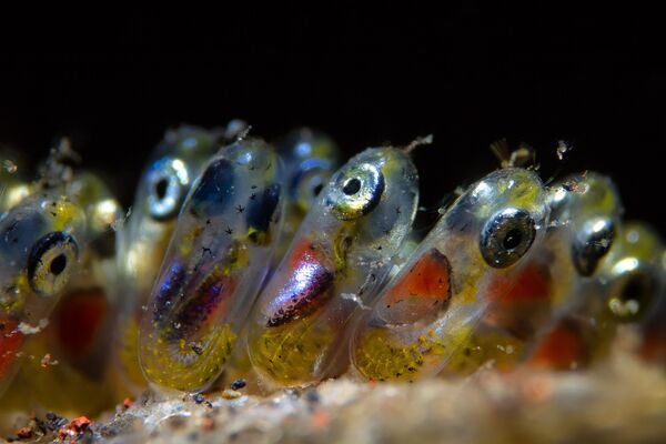 Снимок Clownfish Eggs фотографа Paolo Isgro, победивший в номинации Supermacro конкурса 2019 Ocean Art Underwater Photo - Sputnik Казахстан