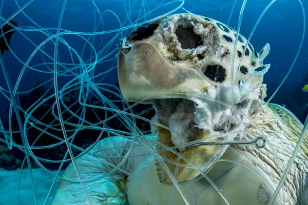 Снимок The Victim фотографа Shane Gross, победивший в номинации Conservation конкурса 2019 Ocean Art Underwater Photo - Sputnik Казахстан