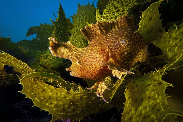 Снимок Blended фотографа Talia Greis, победивший в номинации Compact Wide Angle конкурса 2019 Ocean Art Underwater Photo - Sputnik Казахстан