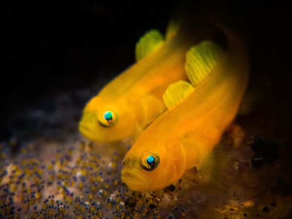 Снимок Lemon Goby фотографа Stan Chen, победивший в номинации Compact Macro конкурса 2019 Ocean Art Underwater Photo - Sputnik Казахстан