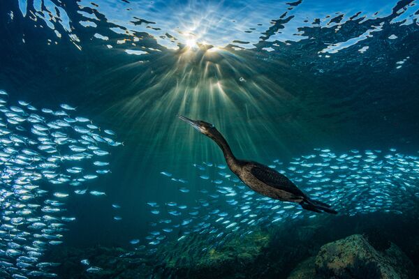 Снимок Strange Encounters фотографа Hannes Klostermann, занявший четвертое место в категории Marine Life Behavior конкурса 2019 Ocean Art Underwater Photo - Sputnik Казахстан