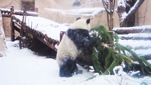 Панда в Московском зоопарке играет с заснеженной елкой - видео - Sputnik Казахстан