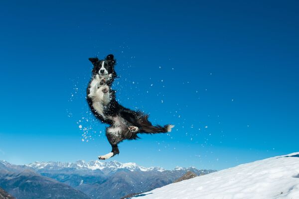 Колли прыгает в снегу - Sputnik Казахстан