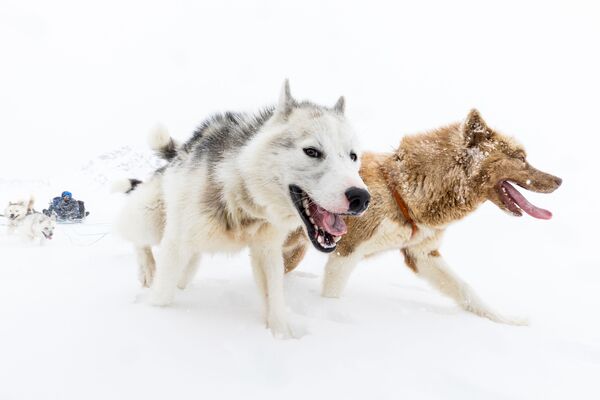Восточно-гренландская экспедиция на собачьих упряжках с Пирхук - Sputnik Казахстан