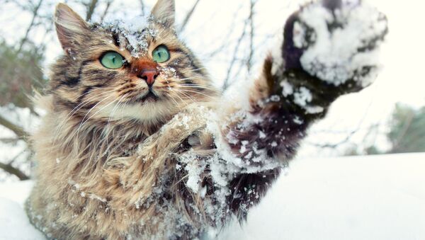 Кошка играет со снегом - Sputnik Казахстан