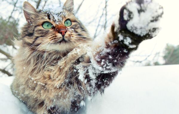 Кошка играет со снегом - Sputnik Казахстан