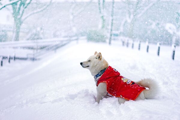 Собака радуется снежной погоде - Sputnik Казахстан