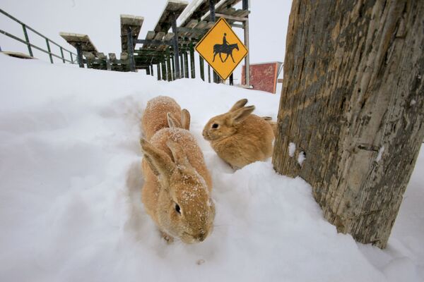 Кролики на снегу в Колорадо - Sputnik Казахстан