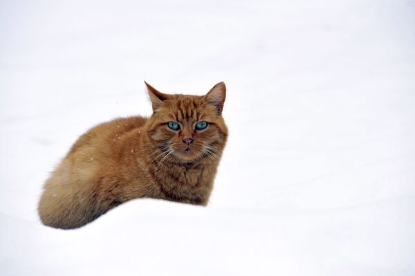 Кошка на снегу во Франции - Sputnik Казахстан