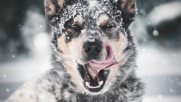 Собака в снегу облизывает морду - Sputnik Казахстан