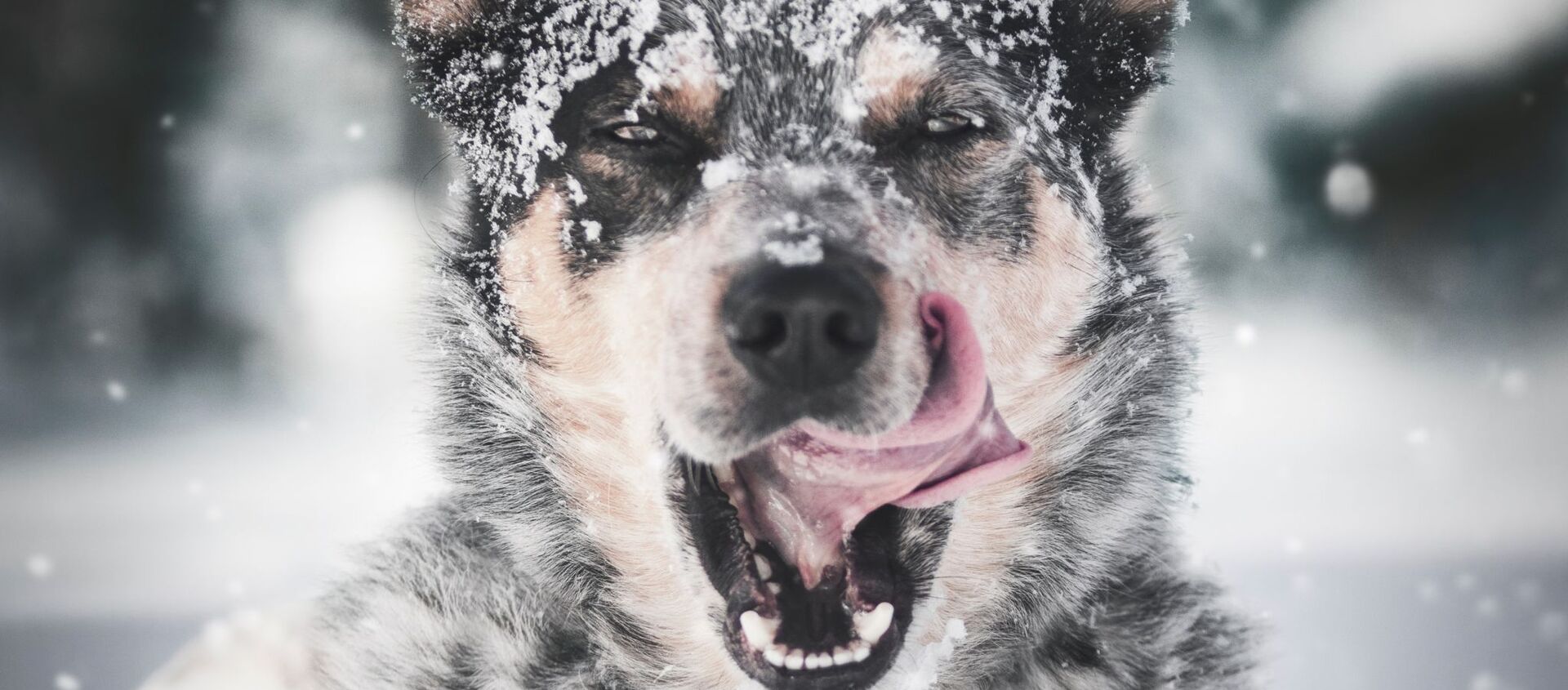 Собака в снегу облизывает морду - Sputnik Казахстан, 1920, 25.02.2021