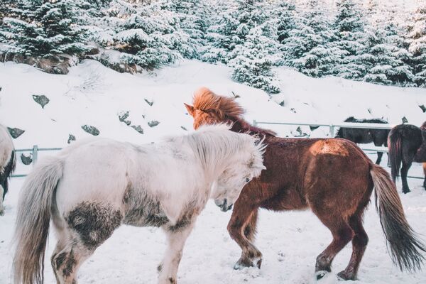 Лошади в загоне зимой - Sputnik Казахстан