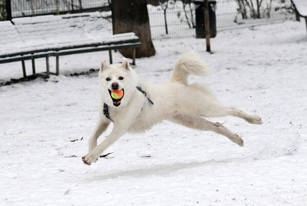 Собака играет с мячом, Милан - Sputnik Казахстан