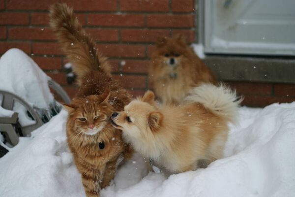 Кошка и собака играют в снегу - Sputnik Казахстан
